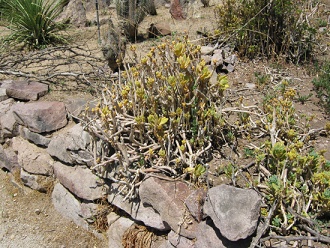 Guanacopfote (span. Pata de guanaco, lat.
                          Cistanthe grandiflora)