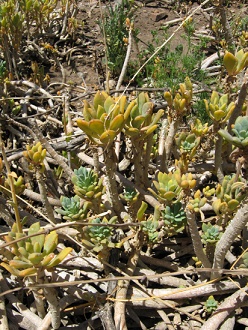 Guanacopfote (span. Pata de
                                  guanaco, lat. Cistanthe grandiflora) ,
                                  Nahaufnahme 02