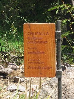Tafel
                          Chupalla (lat. Eryngium paniculatum)