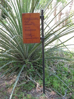 Tafel
                          des Chagual (lat. Puya chilensis)