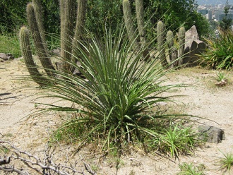 Chagual (lat. Puya chilensis)