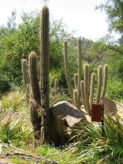 Noch ein Kaktus ohne Namen