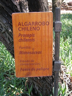 Die Tafel des Chilenischen
                            Johannisbrotbaums (span. Algarrobo chileno,
                            lat. Prosopis chilensis)
