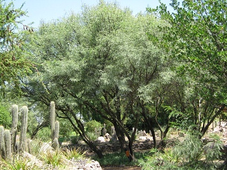 Chilenischer Johannisbrotbaum (span.
                          Algarrobo chileno, lat. Prosopis chilensis)