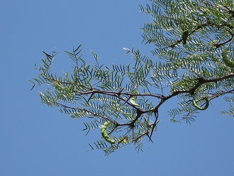 Ein Ast des Chilenischen
                          Johannisbrotbaums (span. Algarrobo chileno,
                          lat. Prosopis chilensis), Nahaufnahme