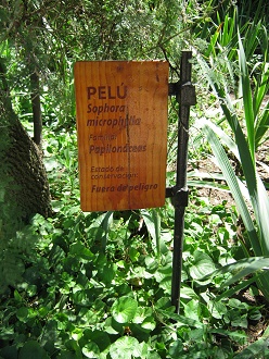 Tafel des
                          Schnurbaums (span. Pel, auch Petrillo, lat.
                          Sophora microphylla)