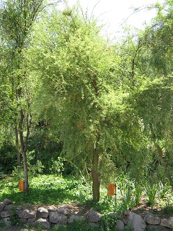 Schnurbaum (span. Pel (lat. Sophora
                          microphylla)