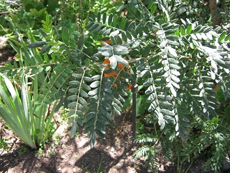 Mayo
                          (Sophora macrocarpa), Nahaufnahme