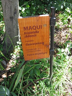Tafel der
                          Chile-Weinbeere (span. Maqui, (lat.
                          Aristotelia chilensis)