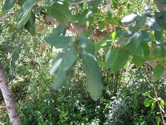 Chile-Weinbeere (span. Maqui, (lat.
                          Aristotelia chilensis), Nahaufnahme