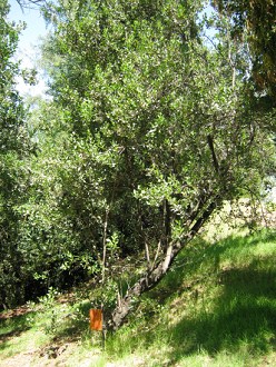 Der Litre-Baum (lat. Lithraea chilensis,
                          auch Lithraea caustica)
