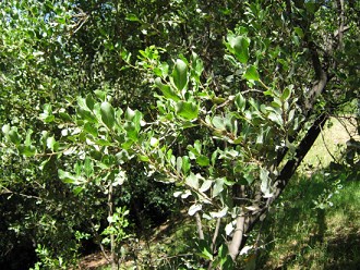 Blttchen
                          des Litre-Baums (lat. Lithraea chilensis, auch
                          Lithraea caustica)