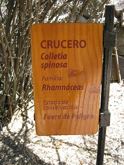 Tafel des Crucero (lat. Colletia
                            spinosa)