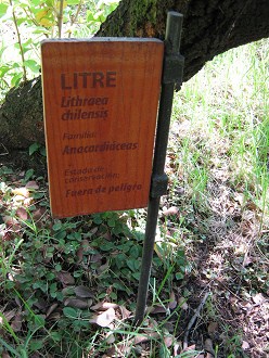 Tafel des
                          Litre-Baums (lat. Lithraea chilensis, auch
                          Lithraea caustica)