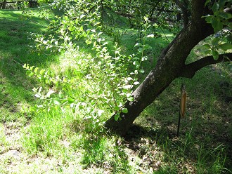 Litre an einem Baumstamm (lat. Lithraea
                          chilensis, auch Lithraea caustica)