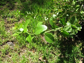 Litre
                          (lat. Lithraea chilensis, auch Lithraea
                          caustica), Nahaufnahme der Blttchen