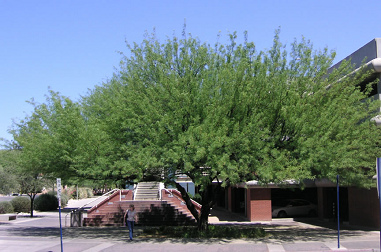 Chilenischer Johannisbrotbaum (Algarrobo
                          chileno)