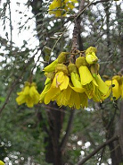 Blten des Schnurbaums (span. Pel,
                          Petrillo, lat. Sophora microphylla)