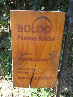 Tafel des Boldo-Strauch (lat. Peumus
                          boldus)