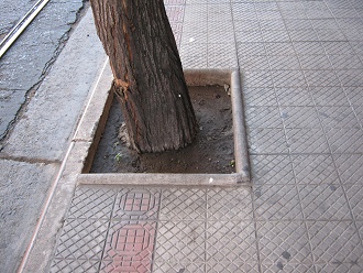 Bordillo de rbol con acera de mayolicas