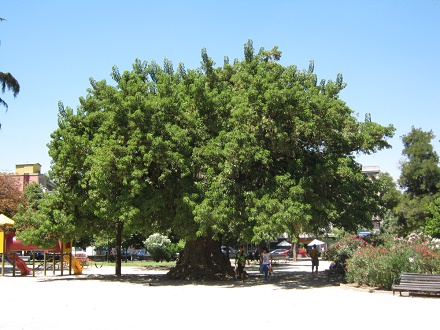 Plaza Brasil, un rbol como una bola