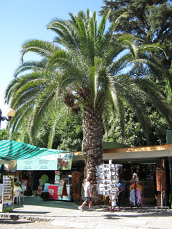 Palmera, primer plano