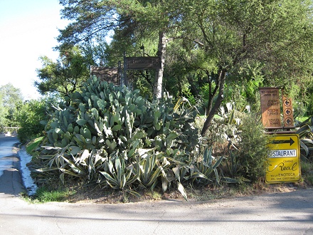 Campo de cactos y placas indicadores