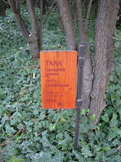 Jardn Botnico
                                  "Mapulemu", la placa del
                                  rbol Tara