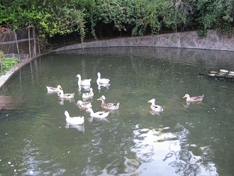 Laguna de patos en el jardn botnico de
                          Santiago de Chile