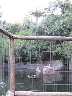 Laguna de patos con rejas y
                                  palmera al fondo