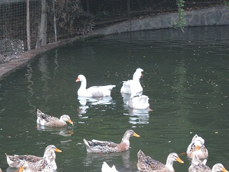 Patos y gansos nadando en la laguna