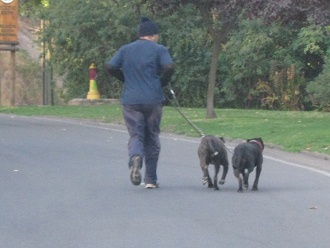 Hombre haciendo jogging con dos perros de
                lucha Pitbulls