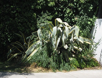 Cacto en la avenida Valdivia