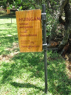 Placa del Huingn [web01], tb. Boroco,
                          lat. Schinus polygamus [web09])