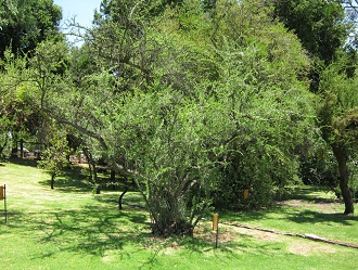 Der
                          Chilenische Pfefferbaum (span. Huingn)