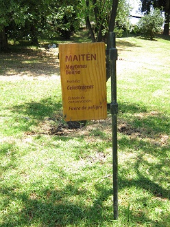 Placa
                          del Maitn (lat. Maytenus boaria)