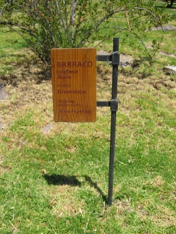 Placa del Barraco (lat. Escallonia
                          illinita)