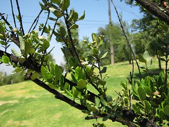 Las
                          hojitas del rbol de Pitra (lat. Myrcegenia
                          exsucca)