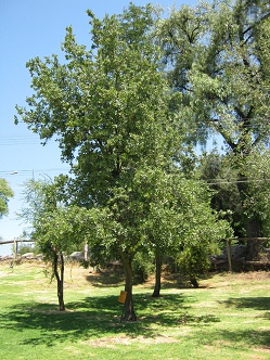 Ein
                          Peumo-Baum (lat. Cryptocaria alba)