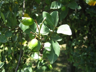 Blttchen und grne Beeren des
                          Peumo-Baums, Nahaufnahme 01