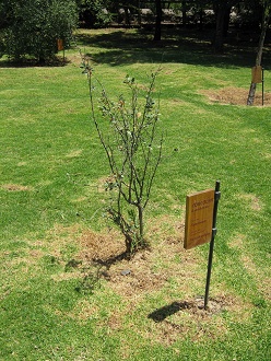 Arbusto
                          de Corcoln (lat. Azara dentata)