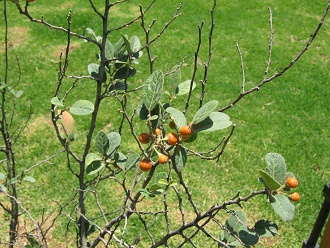 Hojitas y bayas del arbusto del arbusto
                          de Corcoln (lat. Azara dentata)