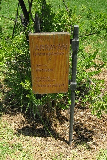 Tafel des Arrayan (lat. Luma apiculata)