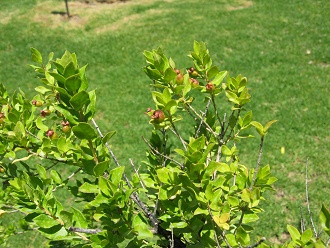 Beeren und Blttchen der Chilenischen
                          Myrte