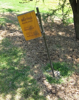 Tafel
                          des Espino (lat. Acacia caven)