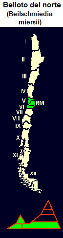 Verbreitung des Nord-Belloto (span.
                                Belloto del norte, lat. Beilschmiedia
                                miersii), Karte und Grafik, Verbreitung
                                in der 5. und 6. Region Chiles