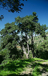 Bolleto
                            del norte como rbol grande