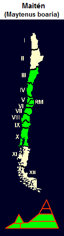 Maitn (lat. Maytenus boaria),
                                Karte und Grafik der Verbreitung von der
                                3. bis zur 10. Region Chiles