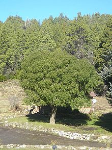 Ausgewachsener Maitn-Baum