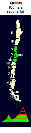 Quillay, mapa y diseo grfico de
                                la distribucin en las regiones 4,5,6, y
                                7 de Chile